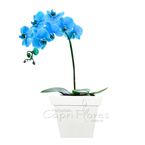 ♥ Orquidea Azul