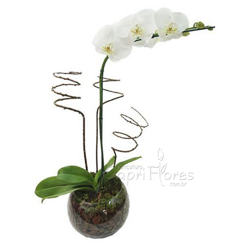 ♥ Orquídea White