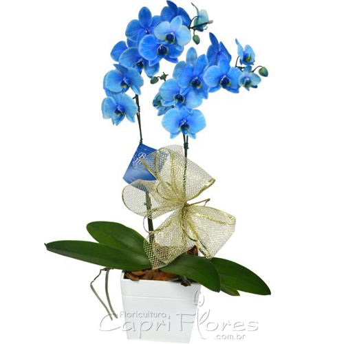 ♥ Vaso de Orquídea Azul