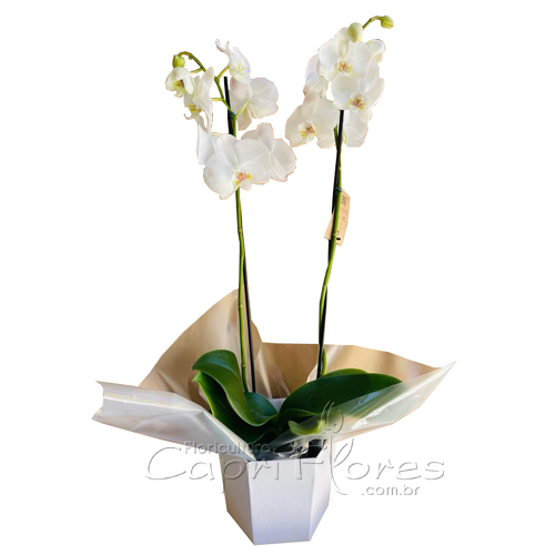 ♥ SUPER PROMOÇÃOOOO..Vaso de Orquidea Branco